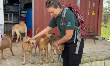a woman pets three dogs