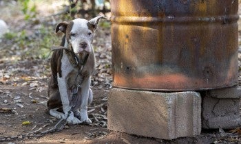 a dog on a chain outside