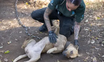 a woman petting a dog outside