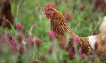 Chickens hunt and scratch for food in an open pasture