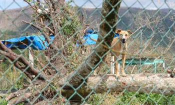 A dog after Hurricane Melissa in Jamaica