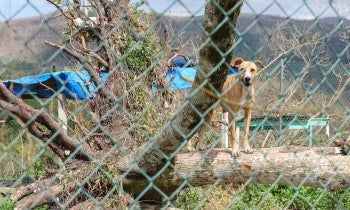 A dog after Hurricane Melissa in Jamaica