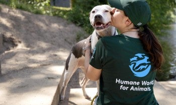 Staff interact with dogs while wearing Humane World for Animals branded clothing, in Asheville, NC