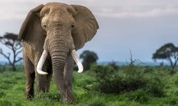 An African elephant with large tusks grazes in Amboseli National Park, Kenya