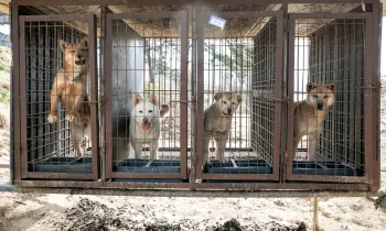 Dogs in tiny wire cages outdoors