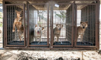 Dogs in tiny wire cages outdoors