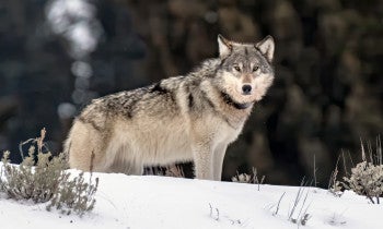 Photo of a wolf standing in the snow in Yellowstone in Winter in Yellowstone National Park.