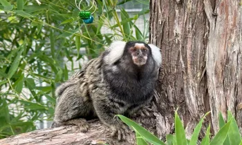 A marmoset sitting on a tree branch outdoors