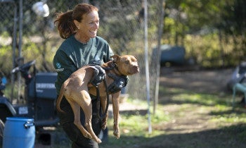 SC Dogfighting Rescue - Lancaster Co.