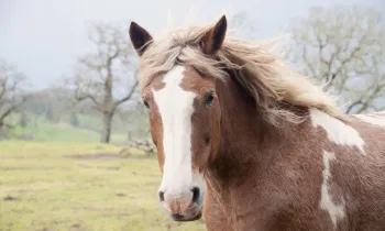 A brown and white horse with a white mane at Duchess Sanctuary