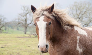 A brown and white horse with a white mane at Duchess Sanctuary