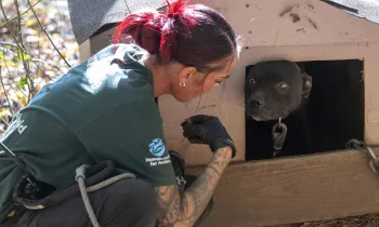 Humane World for Animals assists the South Carolina Law Enforcement Division with two alleged dogfighting seizures in rural Chester County, S.C.