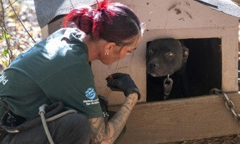 Humane World for Animals assists the South Carolina Law Enforcement Division with two alleged dogfighting seizures in rural Chester County, S.C.