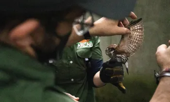 ARCAS Rescue Center staff and volunteers, supported by Humane World for Animals, release a bird.