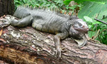 Wildlife Central America