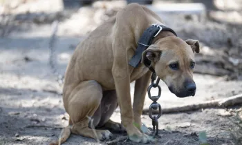 a dog with a chain around its neck