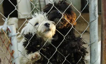 Two dogs, one white and one black, with matter fur stand up behind a wire fence.