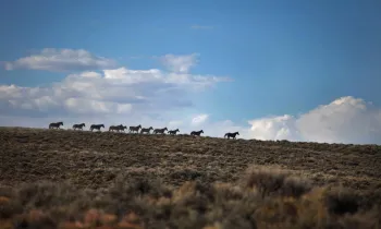 A row of eleven wild horses walk across the horizon.