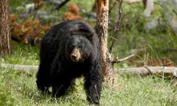 black bear sow walking through the grass with trees in the background.