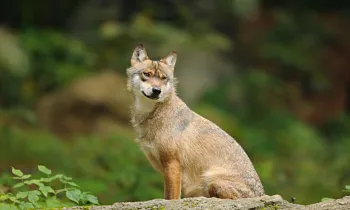 Gray wolf sitting on a stone.