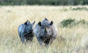 black_rhinos
