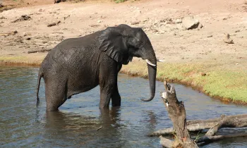 A small elephant walk out of water onto dry land.