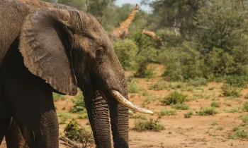 A young elephant bulll on Wednesday, March 21, 2018 at the Makalali Game Reserve, South Africa. (Waldo Swiegers/AP Images for Humane Society International)