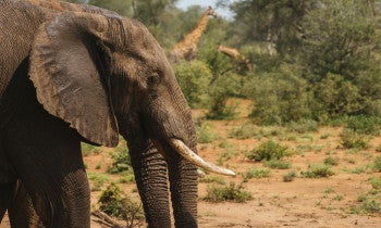 A young elephant bulll on Wednesday, March 21, 2018 at the Makalali Game Reserve, South Africa. (Waldo Swiegers/AP Images for Humane Society International)