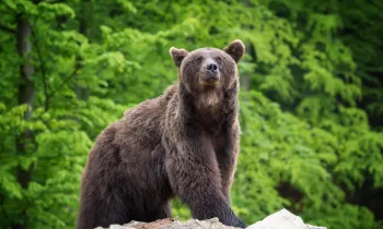 A brown bear stands atop a rock in front of a background of greenery.