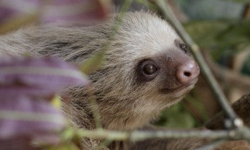 An orphaned baby Sloth is seen as Humane Journeys: Costa Rica team members visit the ZooAve on Saturday, Feb. 1, 2020 in La Garita of Alajuela, Costa Rica. (Kent Gilbert/AP Images for HSUS)