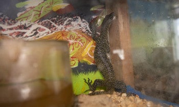 The image depicts a small terrarium housing a lizard, possibly a gecko, which is climbing up the glass wall. 