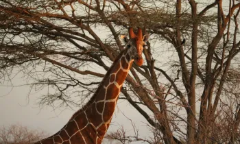 Kenya Drought Project