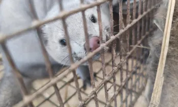 Description Mink fur farm in Pulandian, China 2023