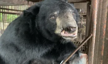 Bear on a bear bile farm in South Korea