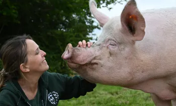 Person petting pig's snout in a green field.