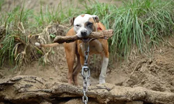 a dog holding a stick in its mouth