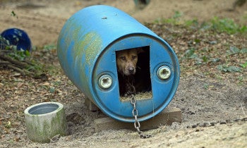 Rescued from dogfighting in Florida