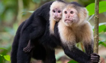 White-Faced Capuchin Monkeys, Mother and Baby in Tortuguero National Park, Costa Rica