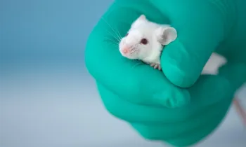 A green gloved hand holds a white laboratory mouse. 