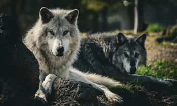 Two wolves lay in the shade and look at the viewer.