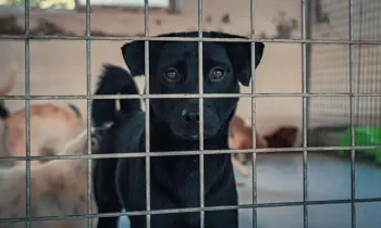 Sad dog in a cage, looking at the viewer.