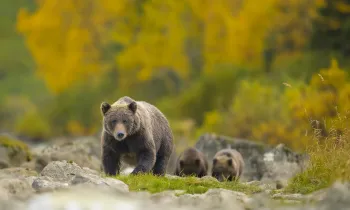 Alaskan brown bear (Ursus arctos) sow walking with her cubs in Lake Clark National Park. The setting showcases a vibrant backdrop of autumn foliage, capturing the scenic beauty of their natural habitat. A precise moment in wildlife showcasing both the animal's majesty and the park's essence.
