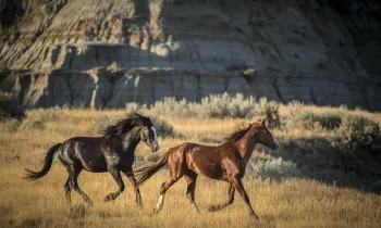 Two wild Nokota horses run freely across the grasslands of Theodore Roosevelt National Park.