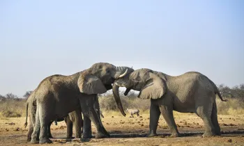 Two elephants playfully fighting in Etosha National Park, Tsumcor waterhole, Namibia