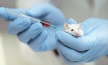 Closeup of the hands of a doctor giving a red injection to a mouse. The doctor wears blue gloves.