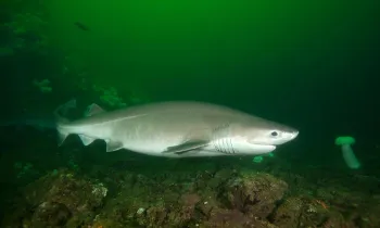 A Bluntnose Sixgill Shark swims in cloudy water.