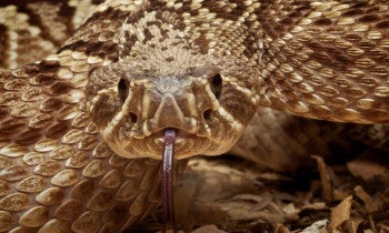 a close-up view of a rattlesnake