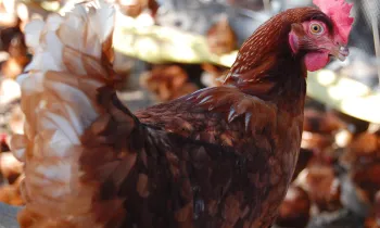 Cage-free chickens