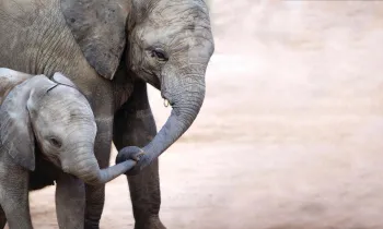 a baby elephant and its mother