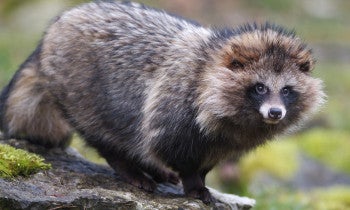 Raccoon-dog looking into camera with nature backdrop